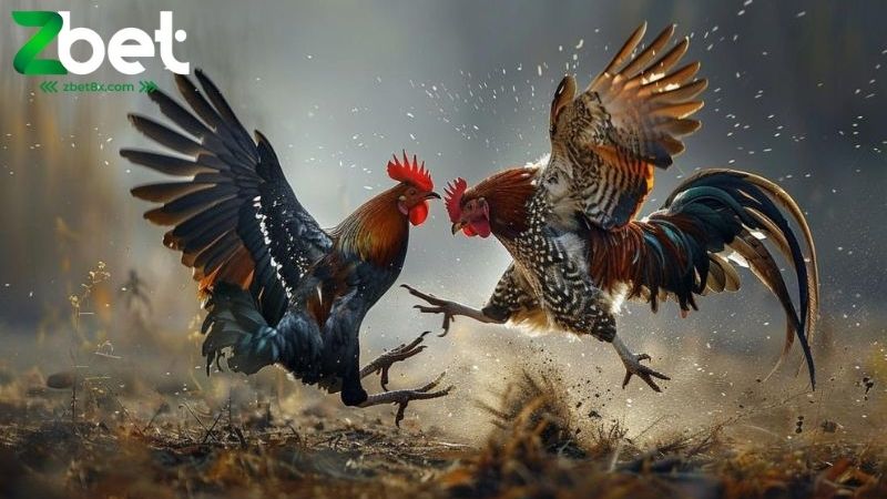 Đá gà Zbet